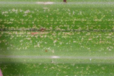 Leaf of Astelia trinervia (Asteliaceae) with yellow spots from feeding by Astelia lacebug, Tanybyrsa cumberi (Hemiptera: Tingidae). Creator: Nicholas A. Martin. © Plant & Food Research. [Image: 2I98]