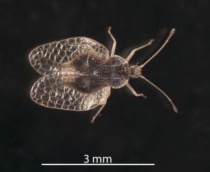 Upper side of an adult Astelia lacebug, Tanybyrsa cumberi (Hemiptera: Tingidae). Creator: Tim Holmes. © Plant & Food Research. [Image: 2I9D]