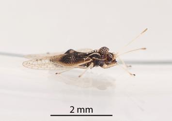 Side view of an adult Astelia lacebug, Tanybyrsa cumberi (Hemiptera: Tingidae): note the pale spines on the head. Creator: Tim Holmes. © Plant & Food Research. [Image: 2I9G]