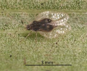 Adult Astelia lacebug, Tanybyrsa cumberi (Hemiptera: Tingidae) on an Astelia (Asteliaceae) leaf. Creator: Tim Holmes. © Plant & Food Research. [Image: 2I9H]