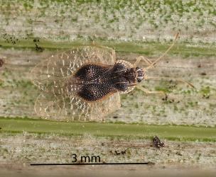 Adult Astelia lacebug, Tanybyrsa cumberi (Hemiptera: Tingidae) on the underside of an Astelia (Asteliaceae) leaf. Creator: Tim Holmes. © Plant & Food Research. [Image: 2I9J]