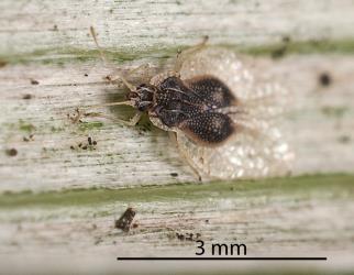 Adult Astelia lacebug, Tanybyrsa cumberi (Hemiptera: Tingidae) on the underside of an Astelia (Asteliaceae) leaf: note the pale spines on the head. Creator: Tim Holmes. © Plant & Food Research. [Image: 2I9K]