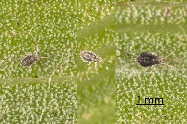 Nymphs of Astelia lacebug, Tanybyrsa cumberi (Hemiptera: Tingidae) on an Astelia (Asteliaceae) leaf: first instar (stage) (left), 1st instar moulted skin (centre), second instar (right). Creator: Tim Holmes. © Plant & Food Research. [Image: 2I9L]