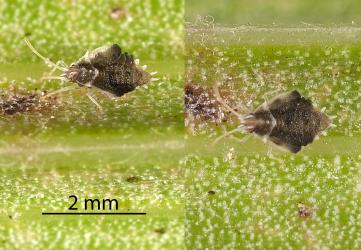 Two fifth instar (stage) nymphs of Astelia lacebug, Tanybyrsa cumberi (Hemiptera: Tingidae) on an Astelia (Asteliaceae) leaf. Creator: Tim Holmes. © Plant & Food Research. [Image: 2I9N]