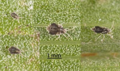 Nymphs of Astelia lacebug, Tanybyrsa cumberi (Hemiptera: Tingidae) on an Astelia (Asteliaceae) leaf: first and second instars (stages) (left), third instar (centre and right). Creator: Tim Holmes. © Plant & Food Research. [Image: 2I9P]