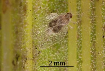 A recently moulted adult Astelia lacebug, Tanybyrsa cumberi (Hemiptera: Tingidae) on an Astelia (Asteliaceae) leaf. Creator: Darren Snaith. © Plant & Food Research. [Image: 2I9R]