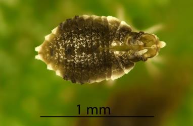 Moulted skin of a second instar (stage) nymph of Astelia lacebug, Tanybyrsa cumberi (Hemiptera: Tingidae). Creator: Nicholas A. Martin. © Landcare Research. [Image: 2I9U]