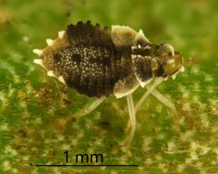 Moulted skin of a third instar (stage) nymph of Astelia lacebug, Tanybyrsa cumberi (Hemiptera: Tingidae). Creator: Nicholas A. Martin. © Landcare Research. [Image: 2I9V]