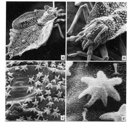 Photographs of fourth instar (stage) nymph of Astelia lacebug, Tanybyrsa cumberi (Hemiptera: Tingidae). Creator: DSIR Photographers. © Photographs published in Journal of the Royal Society of New Zealand. 7: 303-312, Figs. 4 a-d. [Image: 2I9X]