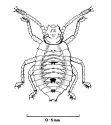 Drawing of a first instar (stage) nymph of Astelia lacebug, Tanybyrsa cumberi (Hemiptera: Tingidae). Creator: Brenda May. © Drawing published in Journal of the Royal Society of New Zealand. 7: 303-312, Fig. 5. [Image: 2I9Y]