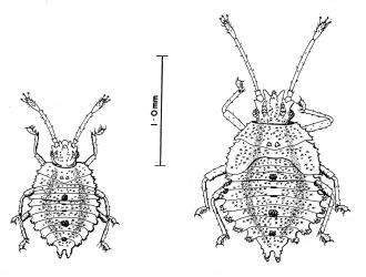 Drawings of a second and third instar (stage) nymph of Astelia lacebug, Tanybyrsa cumberi (Hemiptera: Tingidae). Creator: Brenda May. © Drawing published in Journal of the Royal Society of New Zealand. 7: 303-312, Figs. 6 & 7. [Image: 2I9Z]
