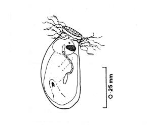 Drawing of an egg of Astelia lacebug, Tanybyrsa cumberi (Hemiptera: Tingidae) containing a pre-emergent wasp parasitoid (Hymenoptera: Mymaridae). Creator: Brenda May. © Drawing published in Journal of the Royal Society of New Zealand. 7: 303-312, Fig. 11. [Image: 2IA0]