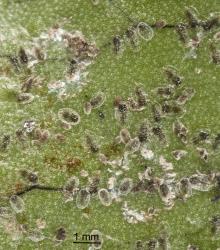 Old egg rings and larvae of Hounds tongue fern whitefly, Trialeurodes species 1 (Hemiptera: Aleyrodidae) arranged along veins on the underside of a frond of Microsorum pustulatum (Polypodiaceae) in June. Creator: Tim Holmes. © Plant & Food Research. [Image: 2IIS]