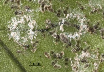 Rings of white eggshells and darkly pigmented larvae of Hounds tongue fern whitefly, Trialeurodes species 1 (Hemiptera: Aleyrodidae) on the underside of a frond of Microsorum pustulatum  (Polypodiaceae). Creator: Tim Holmes. © Plant & Food Research. [Image: 2IIT]