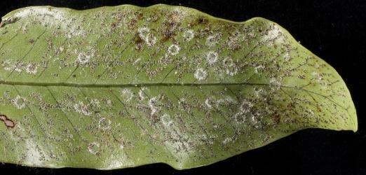 Old egg rings and larvae of Hounds tongue fern whitefly, Trialeurodes species 1 (Hemiptera: Aleyrodidae) arranged along veins on the underside of a frond of Microsorum pustulatum (Polypodiaceae). Creator: Tim Holmes. © Plant & Food Research. [Image: 2IIU]