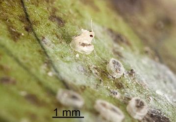 Adult Hounds tongue fern whitefly, Trialeurodes species 1 (Hemiptera: Aleyrodidae) emerging from its puparium on the underside of a frond of Microsorum pustulatum (Polypodiaceae). Creator: Tim Holmes. © Plant & Food Research. [Image: 2IIW]