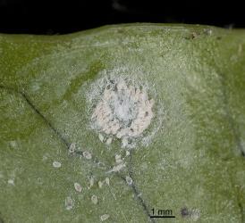 Eggs of Hounds tongue fern whitefly, Trialeurodes species 1 (Hemiptera: Aleyrodidae) laid in a circle on the underside of a frond of Microsorum pustulatum  (Polypodiaceae). Creator: Tim Holmes. © Plant & Food Research. [Image: 2IJ2]