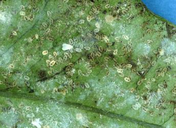 A colony of Hounds tongue fern whitefly, Trialeurodes species 1 (Hemiptera: Aleyrodidae) on the underside of a frond of Microsorum pustulatum  (Polypodiaceae). Creator: Nicholas A. Martin. © Plant & Food Research. [Image: 2IJ5]