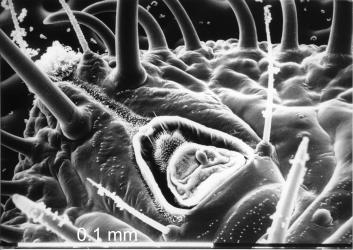 Scanning electron micrograph of the vasiform orifice and lingula of the greenhouse whitefly, Trialeurodes vaporariorum (Hemiptera: Aleyrodidae). White scale bar = 0.1 mm. Creator: Paul Sutherland. © Plant & Food Research. [Image: 2IKP]
