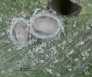 Two cocoons of Australian variable lacewing, Drepanacra binocula (Neuroptera: Hemerobiidae) formed between two fern fronds and in a colony of shining spleenwort whitefly, Trialeurodes asplenii (Hemiptera: Aleyrodidae). Creator: Nicholas A. Martin. © Plant & Food Research. [Image: 2IKY]
