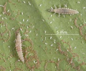 Australian variable lacewing larvae, Drepanacra binocula (Neuroptera: Hemerobiidae) feeding on citrus whitefly, Orchamoplatus citri (Hemiptera: Aleyrodidae). Creator: Tim Holmes. © Plant & Food Research. [Image: 2IQV]