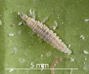 Australian variable lacewing larva, Drepanacra binocula (Neuroptera: Hemerobiidae) feeding on citrus whitefly, Orchamoplatus citri (Hemiptera: Aleyrodidae). Creator: Tim Holmes. © Plant & Food Research. [Image: 2IQX]