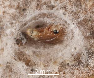 Pupa of Australian variable lacewing larvae, Drepanacra binocula (Neuroptera: Hemerobiidae) exposed in cocoon. Creator: Tim Holmes. © Plant & Food Research. [Image: 2IQZ]