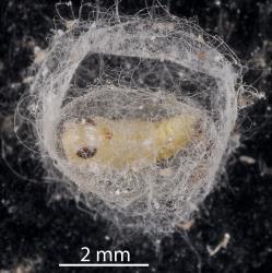 Pupa of Australian variable lacewing larvae, Drepanacra binocula (Neuroptera: Hemerobiidae) in cocoon. Creator: Tim Holmes. © Plant & Food Research. [Image: 2IR1]