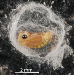 Pupa of Australian variable lacewing larvae, Drepanacra binocula (Neuroptera: Hemerobiidae) in cocoon. Creator: Tim Holmes. © Plant & Food Research. [Image: 2IR2]