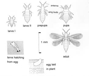 Life cycle of a plant feeding Terebrantia thrips. © Plant & Food Research Figure 8 from Crop & Food Research Infosheet No3-16. [Image: 2J2N]