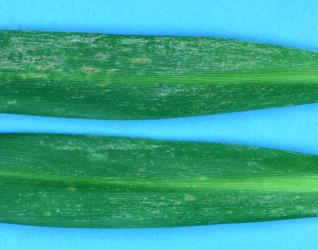 Adult Palm thrips, Parthenothrips dracaenae (Thysanoptera: Thripidae) on leaf of Three Kings cabbage tree, Cordyline obtecta (Asparagaceae). Creator: Nicholas A. Martin. © Plant & Food Research. [Image: 2J2P]