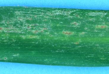 Leaf of Three Kings cabbage tree, Cordyline obtecta (Asparagaceae) with feeding damage by Palm thrips, Parthenothrips dracaenae (Thysanoptera: Thripidae). Creator: Nicholas A. Martin. © Plant & Food Research. [Image: 2J2Q]