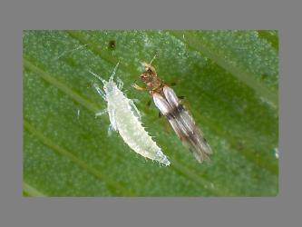 Adult and prepupa of Palm thrips, Parthenothrips dracaenae (Thysanoptera: Thripidae) on leaf of Three Kings cabbage tree, Cordyline obtecta (Asparagaceae). Creator: Tim Holmes. © Plant & Food Research. [Image: 2J2R]