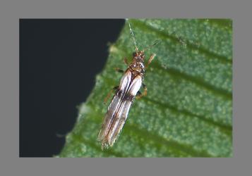 Adult Palm thrips, Parthenothrips dracaenae (Thysanoptera: Thripidae) on leaf of Three Kings cabbage tree, Cordyline obtecta (Asparagaceae). Creator: Tim Holmes. © Plant & Food Research. [Image: 2J2S]