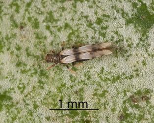 Adult Palm thrips, Parthenothrips dracaenae (Thysanoptera: Thripidae) on the upper side of a leaf of Pigeonwood, Hedycarya arborea (Monimiaceae). Creator: Tim Holmes. © Plant & Food Research. [Image: 2J2U]