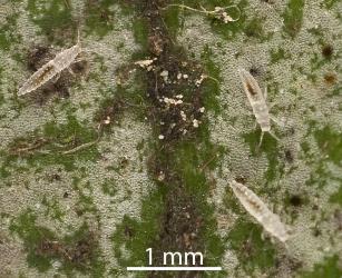 Larvae of Palm thrips, Parthenothrips dracaenae (Thysanoptera: Thripidae) on the upper side of a leaf of Pigeonwood, Hedycarya arborea (Monimiaceae). Creator: Tim Holmes. © Plant & Food Research. [Image: 2J2V]