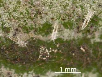 Larvae of Palm thrips, Parthenothrips dracaenae (Thysanoptera: Thripidae) on the upper side of a leaf of Pigeonwood, Hedycarya arborea (Monimiaceae). Creator: Tim Holmes. © Plant & Food Research. [Image: 2J2W]