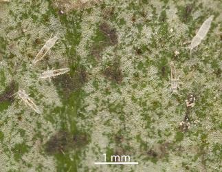 Larvae of Palm thrips, Parthenothrips dracaenae (Thysanoptera: Thripidae) on the upper side of a leaf of Pigeonwood, Hedycarya arborea (Monimiaceae). Creator: Tim Holmes. © Plant & Food Research. [Image: 2J2X]