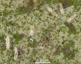 Larvae of Palm thrips, Parthenothrips dracaenae (Thysanoptera: Thripidae) on the upper side of a leaf of Pigeonwood, Hedycarya arborea (Monimiaceae). Creator: Tim Holmes. © Plant & Food Research. [Image: 2J2Y]
