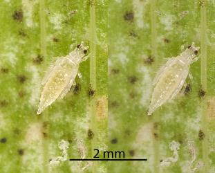 Pupae of Palm thrips, Parthenothrips dracaenae (Thysanoptera: Thripidae) on leaf of Three Kings cabbage tree, Cordyline obtecta (Asparagaceae): note the long wing buds and the folded antennae. Creator: Tim Holmes. © Plant & Food Research. [Image: 2J2Z]