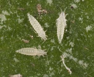 Larvae and a prepupa of Palm thrips, Parthenothrips dracaenae (Thysanoptera: Thripidae) on the upper side of a leaf of Pigeonwood, Hedycarya arborea (Monimiaceae): note the wing buds on the prepupa. Creator: Tim Holmes. © Plant & Food Research. [Image: 2J30]