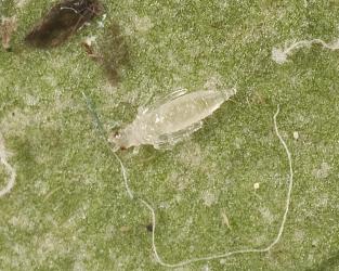 Pupa of Palm thrips, Parthenothrips dracaenae (Thysanoptera: Thripidae) on the upper side of a leaf of Pigeonwood, Hedycarya arborea (Monimiaceae): the pupa is a non-feeding life stage. Creator: Tim Holmes. © Plant & Food Research. [Image: 2J31]