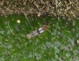 Adult Palm thrips, Parthenothrips dracaenae (Thysanoptera: Thripidae) on a leaf of Pigeonwood, Hedycarya arborea (Monimiaceae). Creator: Nicholas A. Martin. © Plant & Food Research. [Image: 2J32]