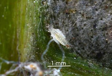Pupa of Palm thrips, Parthenothrips dracaenae (Thysanoptera: Thripidae) on a leaf of Tecomanthe speciosa (Bignoniaceae). Creator: Nicholas A. Martin. © Plant & Food Research. [Image: 2J33]