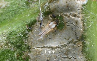 Adult Palm thrips, Parthenothrips dracaenae (Thysanoptera: Thripidae) on a leaf of Tecomanthe speciosa (Bignoniaceae). Creator: Nicholas A. Martin. © Plant & Food Research. [Image: 2J34]