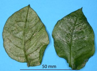 Upper side of leaflets of Tecomanthe speciosa (Bignoniaceae) with feeding damage by Palm thrips, Parthenothrips dracaenae (Thysanoptera: Thripidae). Creator: Nicholas A. Martin. © Plant & Food Research. [Image: 2J36]