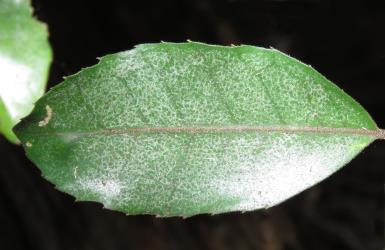 Upper side of a leaf of Pigeonwood, Hedycarya arborea (Monimiaceae) with feeding damage by Palm thrips, Parthenothrips dracaenae (Thysanoptera: Thripidae). Creator: Nicholas A. Martin. © Nicholas A. Martin. [Image: 2J3E]