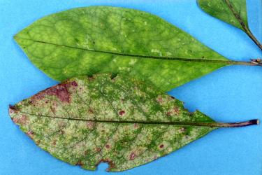Upper side of leaves of Coprosma grandifolia (Rubiaceae) with damage from feeding by Hangehange thrips, Sigmothrips aotearoana (Thysanoptera: Thripidae). Creator: Nicholas A. Martin. © Plant & Food Research. [Image: 2J3P]