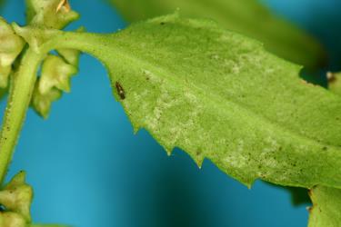 Underside of a leaf of Shrubby haloragis, Haloragis erecta (Haloragaceae) with damage from feeding by Hangehange thrips, Sigmothrips aotearoana (Thysanoptera: Thripidae). Creator: Nicholas A. Martin. © Plant & Food Research. [Image: 2J3Q]
