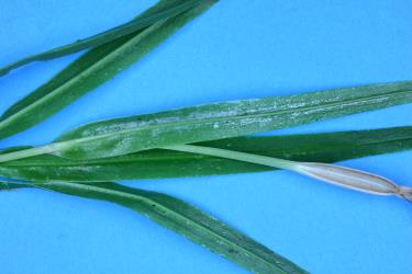 Leaves of Tutukiwi, Pterostylis banksii (Orchidaceae) with damage from feeding by Hangehange thrips, Sigmothrips aotearoana (Thysanoptera: Thripidae). Creator: Nicholas A. Martin. © Plant & Food Research. [Image: 2J3R]